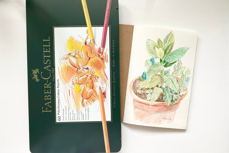 Mint plant sketch with Polychromos Color Pencils