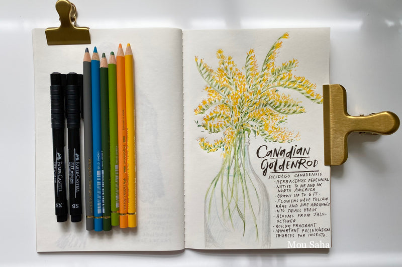 Canadian Goldenrod sketch with Polychromos color pencils 