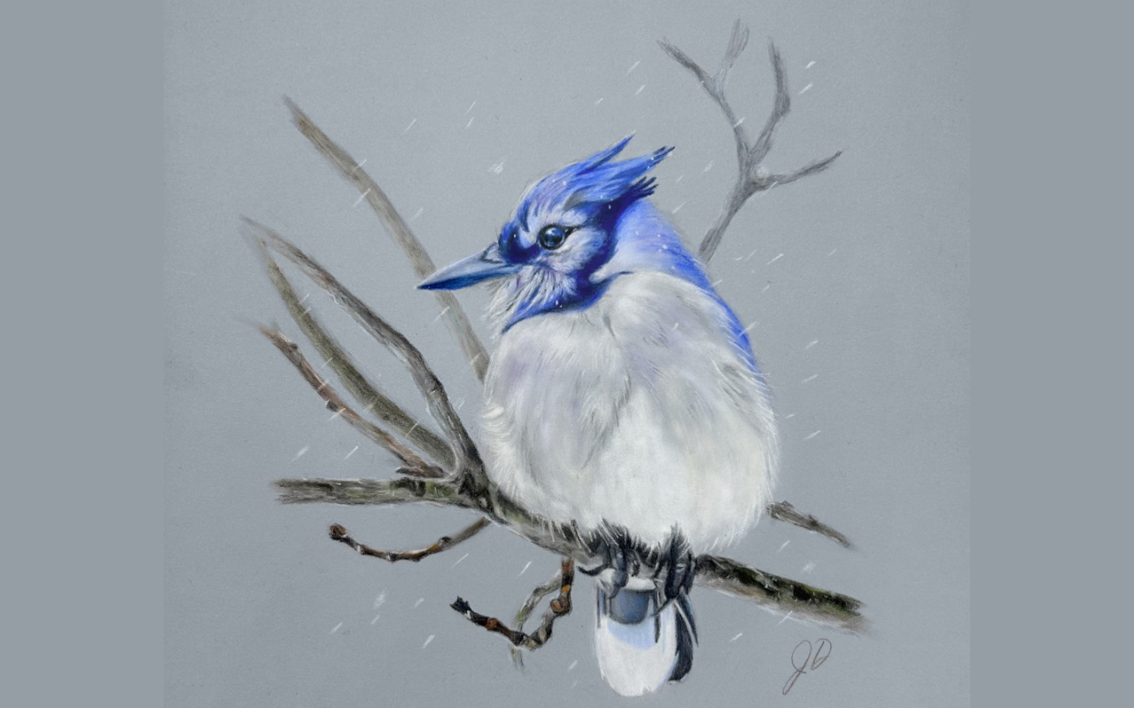 Blue Jay Painting - Online Acrylic Tutorial For Beginners
