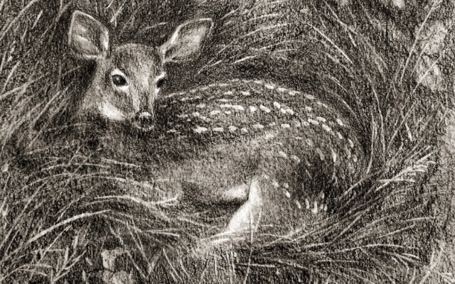 http://www.fabercastell.com/cdn/shop/articles/Graphite-fawn-drawing-featured.png?v=1643075816