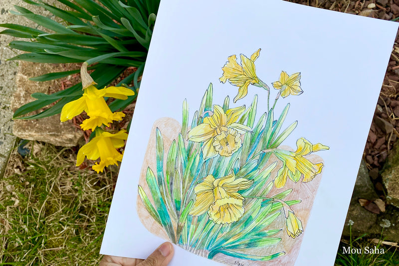 Daffodil Goldfaber Sketch