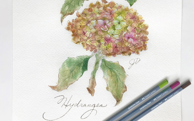 Watercolor Hydrangea with Goldfaber Aqua Watercolor Pencils
