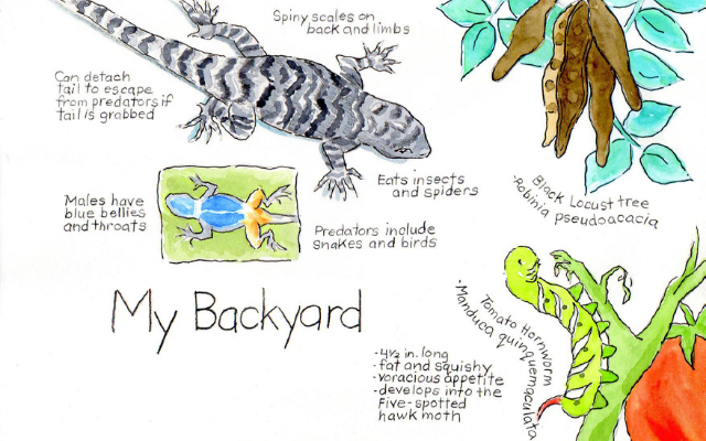 Sketch of backyard critters