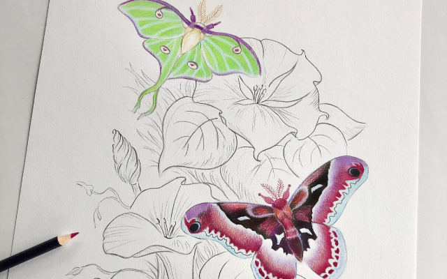 Moth sketch with Golfaber Color Pencils